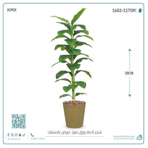 شجرة ورق موز ( ارتفاع 200 سم ) بمركن بلاستيك أسطواني