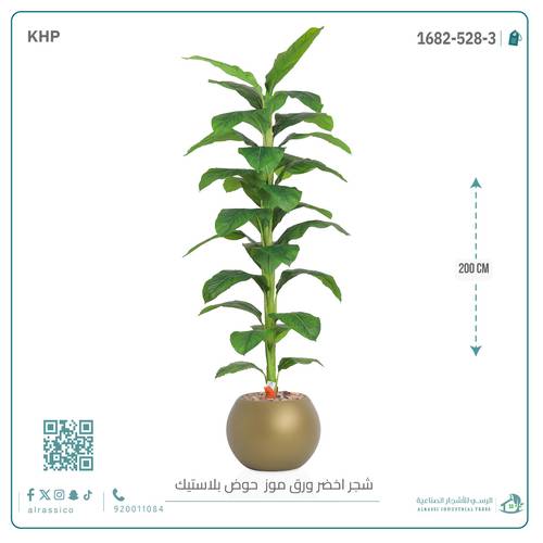 شجرة ورق موز ( ارتفاع 200 سم ) بمركن بلاستيك دائرى 
