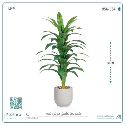 شجرة نبات الذرة (دراسينا) الاصطناعية بمركن فيبر أسطواني