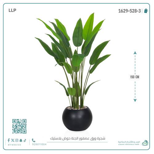شجرة ورق عصفور الجنة حوض بلاستيك