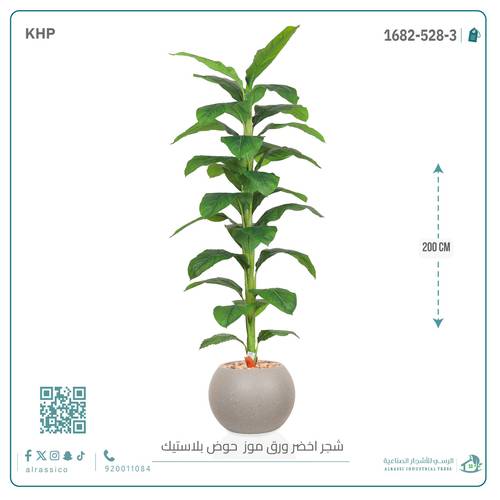 شجرة ورق موز ( ارتفاع 200 سم ) بمركن بلاستيك دائرى 