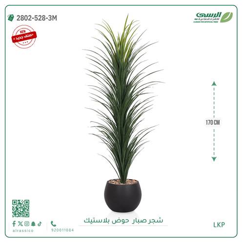  شتلة صبار بمركن بلاستيك دائري