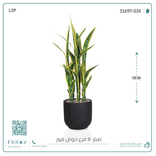  صبار سنسفيرا  أصفر (9 فروع) بمركن فيبر  أسطواني