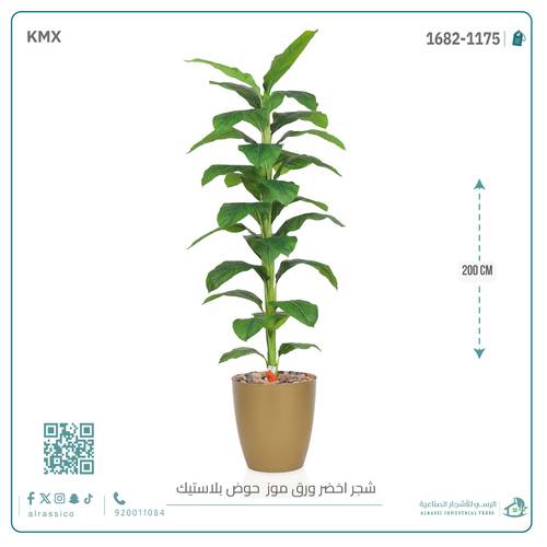شجرة ورق موز ( ارتفاع 200 سم ) بمركن بلاستيك أسطواني