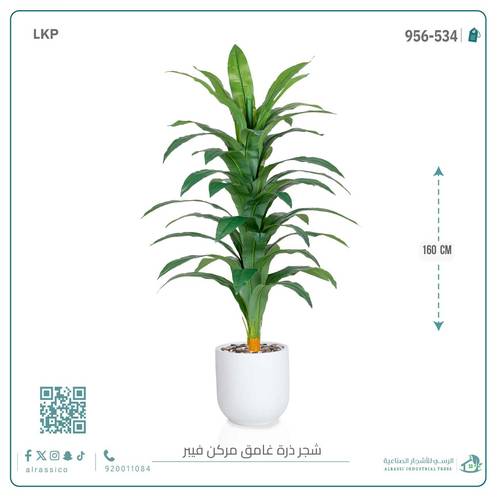 شجرة نبات الذرة (دراسينا) الاصطناعية بمركن فيبر أسطواني
