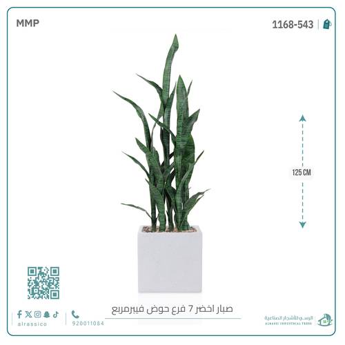 صبار سنسفيرا (7 فروع) بمركن فيبر مربع 