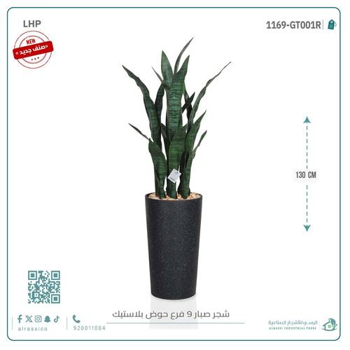 صبار جلد النمر أخضر ب9 فروع