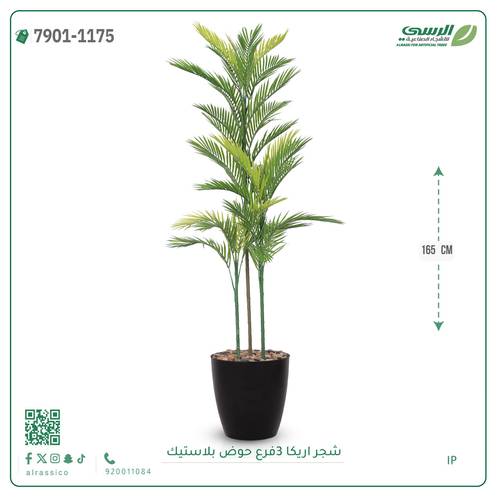 شجرة اريكا صناعية ( ارتفاع 165 سم ) حوض بلاستك