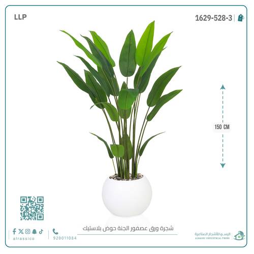 شجرة ورق عصفور الجنة حوض بلاستيك