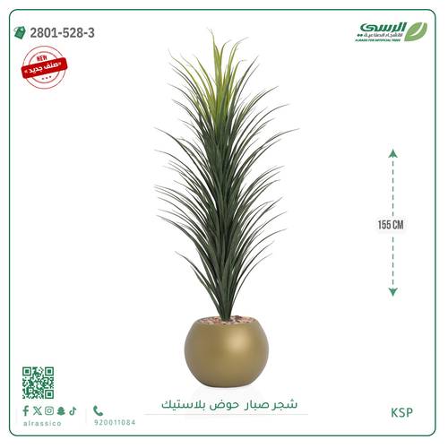 شتلة صبار بمركن بلاستيك جرة