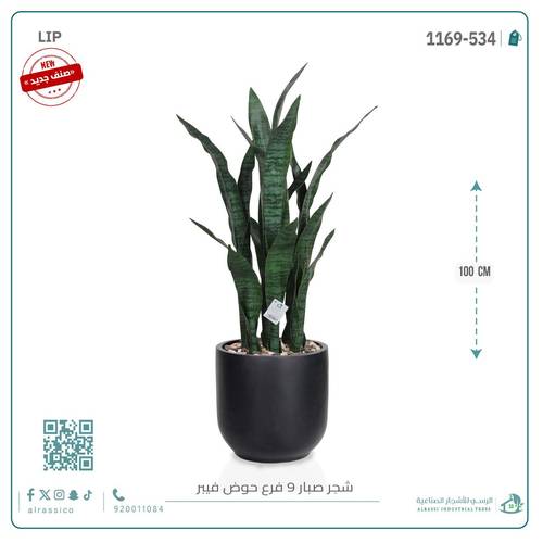 صبار جلد النمر بحوض فيبر دائري