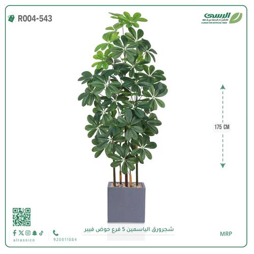 شجرة ورق ياسمين صناعية ( ارتفاع 175 سم ) حوض فيبر مربع