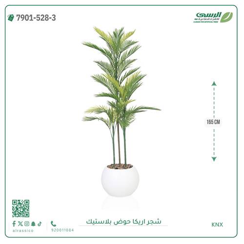 شجرة اريكا صناعية ( ارتفاع 165 سم ) حوض بلاستك