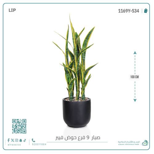  صبار سنسفيرا  أصفر (9 فروع) بمركن فيبر  أسطواني