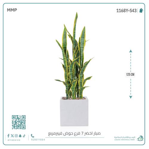  صبار سنسفيرا  أصفر (7 فروع) بمركن فيبر مربع 