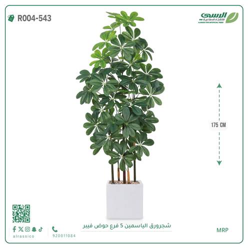 شجرة ورق ياسمين صناعية ( ارتفاع 175 سم ) حوض فيبر مربع