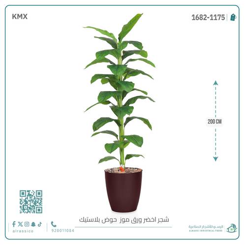 شجرة ورق موز ( ارتفاع 200 سم ) بمركن بلاستيك أسطواني