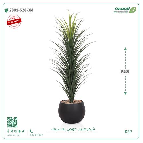شتلة صبار بمركن بلاستيك جرة