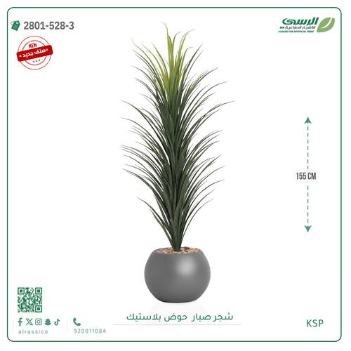 شتلة صبار بمركن بلاستيك جرة