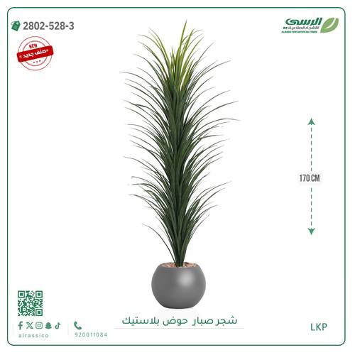  شتلة صبار بمركن بلاستيك دائري