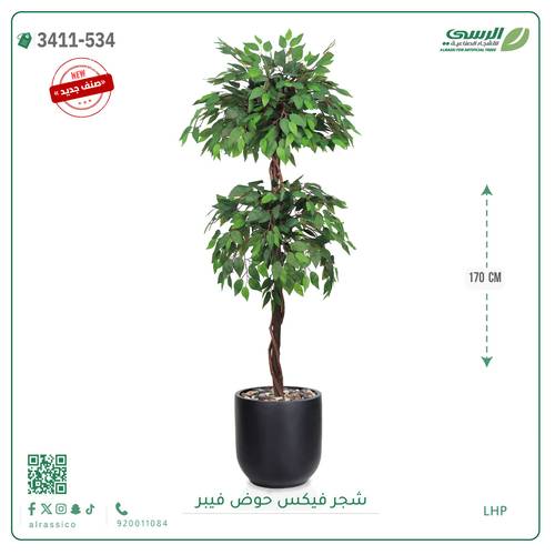 شجر فيكس صناعية ( ارتفاع 170 سم ) حوض فيبر