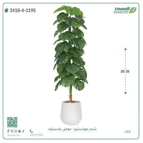 شجر مونستيرا صناعية ( ارتفاع 205 سم ) حوض بلاستيك