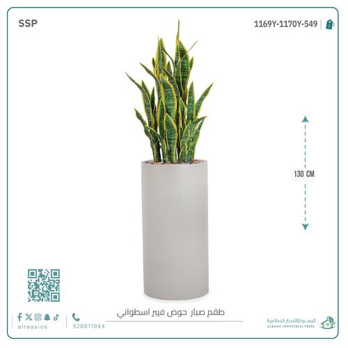  صبار سنسفيرا  أصفر (9 فروع) بمركن فيبر أسطواني