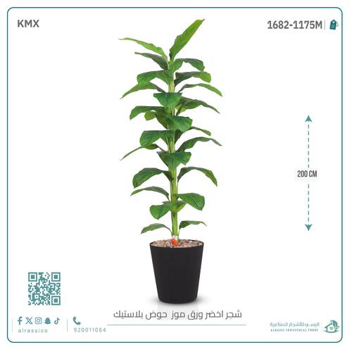 شجرة ورق موز ( ارتفاع 200 سم ) بمركن بلاستيك أسطواني