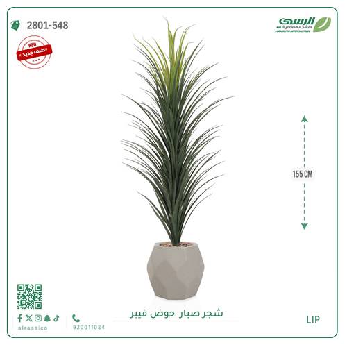 شتلة صبار بمركن فيبر مستطيل 