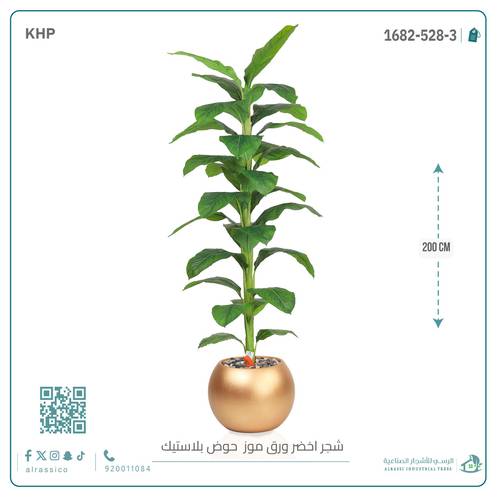 شجرة ورق موز ( ارتفاع 200 سم ) بمركن بلاستيك دائرى 