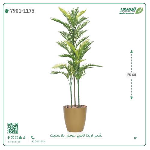 شجرة اريكا صناعية ( ارتفاع 165 سم ) حوض بلاستك
