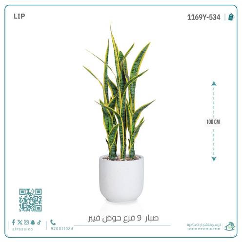 صبار سنسفيرا  أصفر (9 فروع) بمركن فيبر  أسطواني