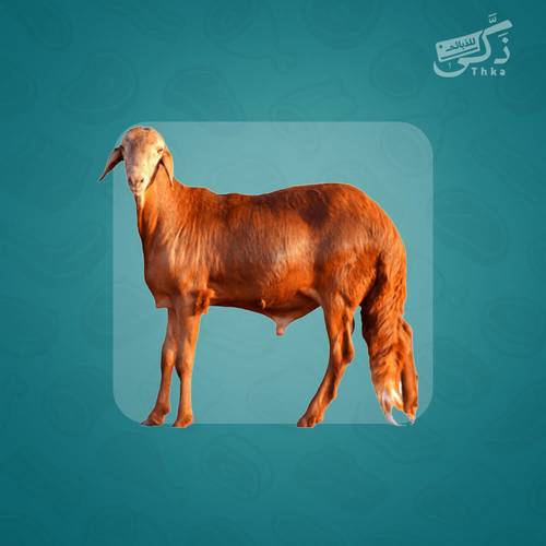  خروف سواكني