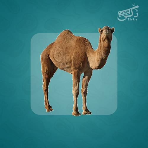 حاشي بلدي