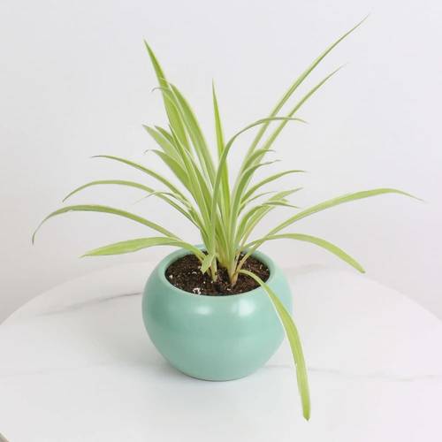 Spider Plant in Green Ceramic Pot