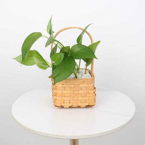 Pothos Basket