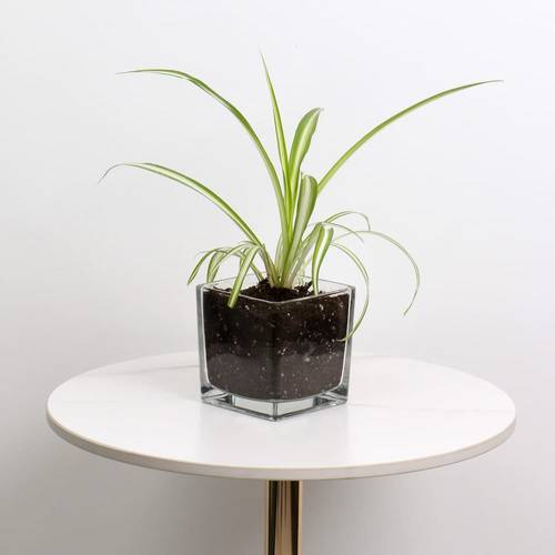 Spider Plant in a Square Glass Pot