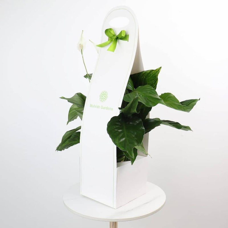 Holder for Peace Lily Plant