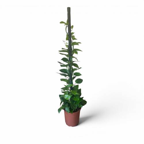 Climbing Pothos Plant