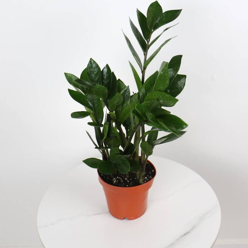 Zamioculcas zamiifolia