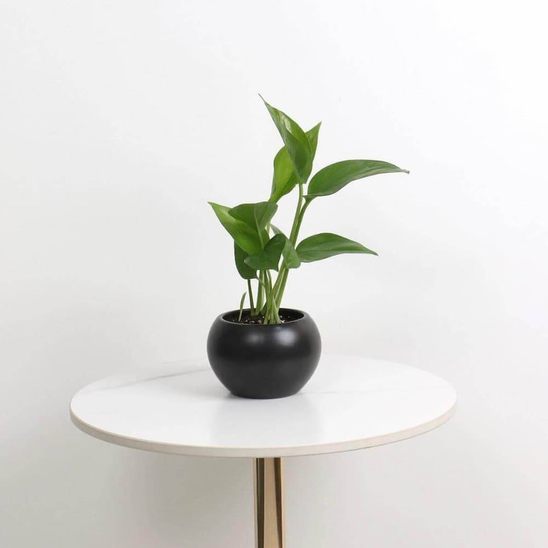 Pothos in black ceramic pot
