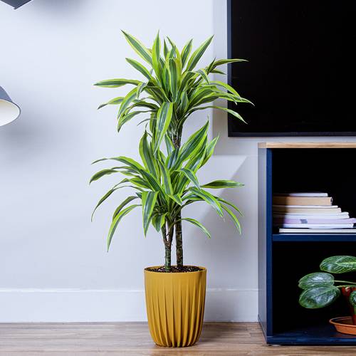 Dracaena Lemon Lime in Plastic Pot