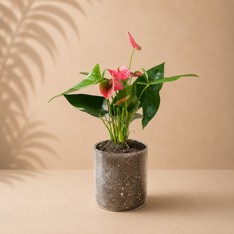 Pink Anthurium Plant Holder Gift with Glass Pot