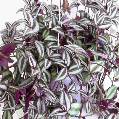 Tradescantia zebrina - Hanging-Large
