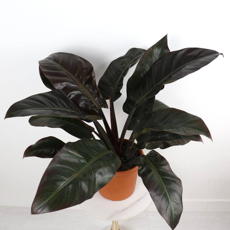 Philodendron erubescens Imperial Red