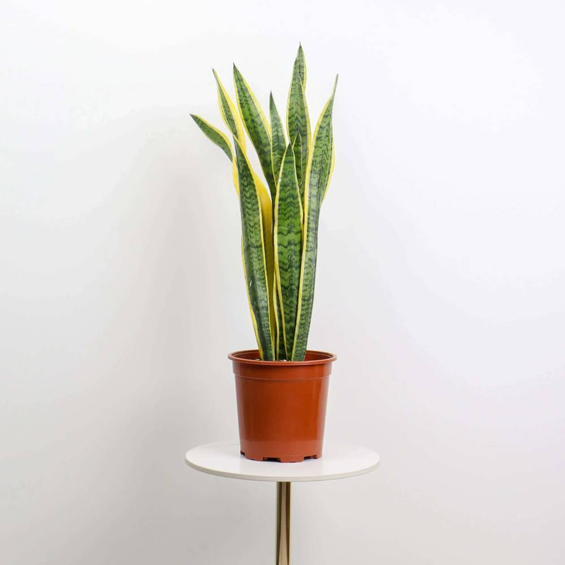 Sansevieria trifasciata Futura