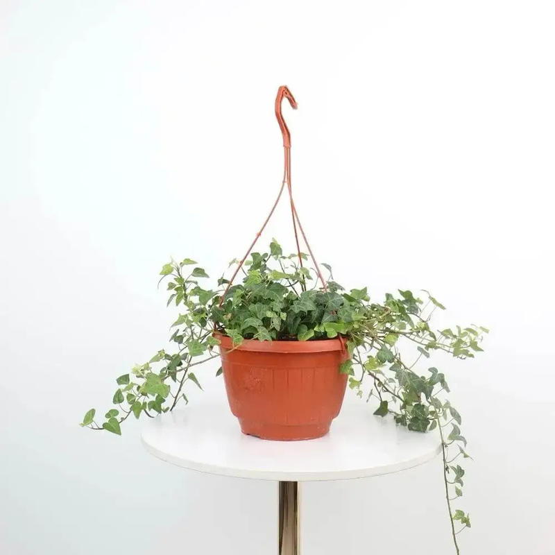 Hedera helix - Hanging