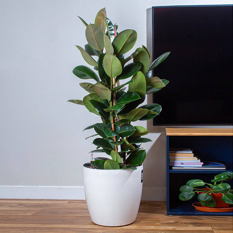 Rubber Plant in White Self-Watering Pot