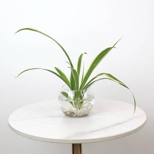 Water Spider Plant