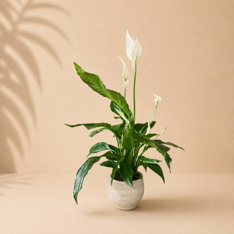 White Sail Plant Holder Gift with Fiber Pot